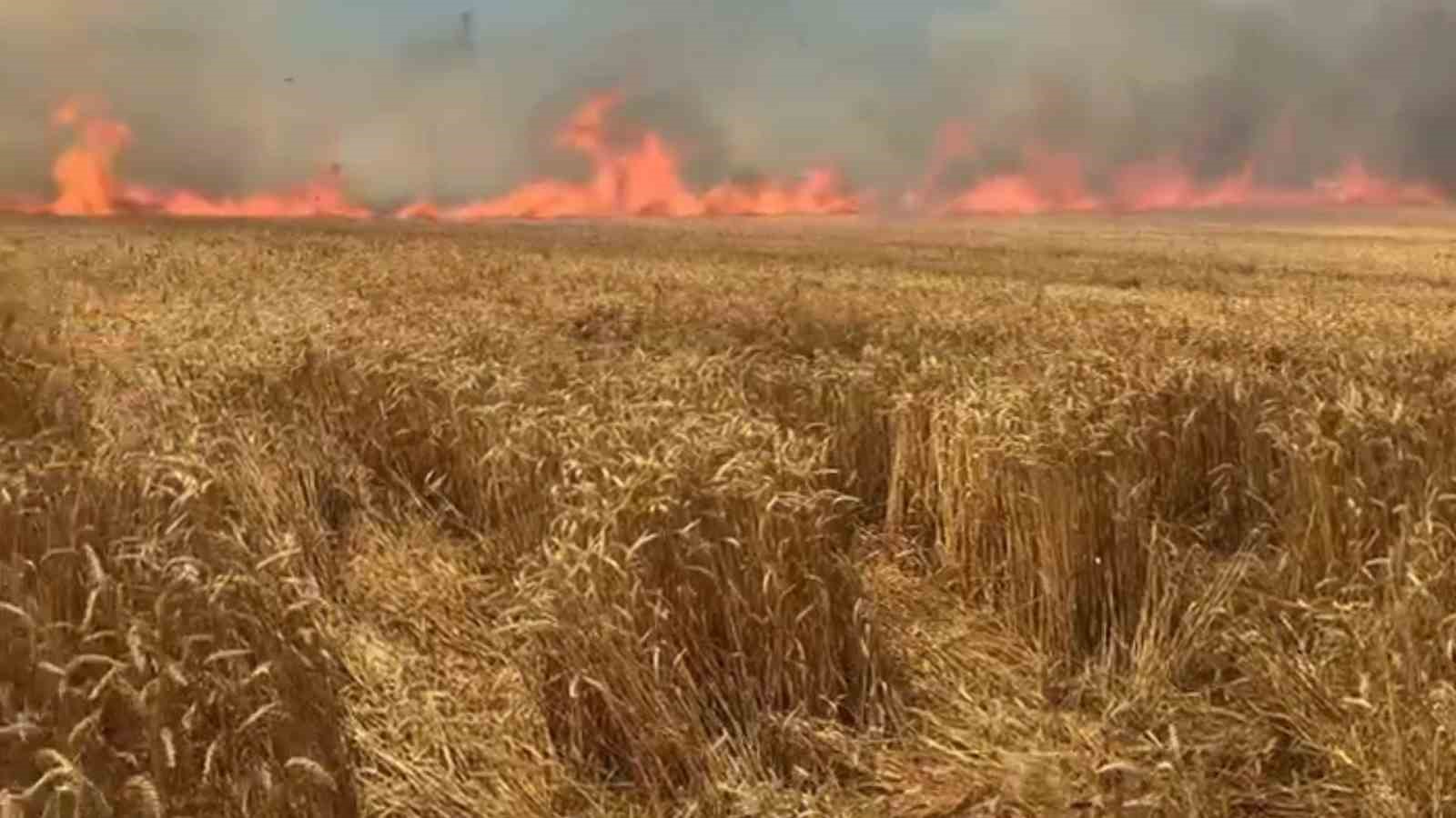 Sigara bir tarlayı küle çevirdi