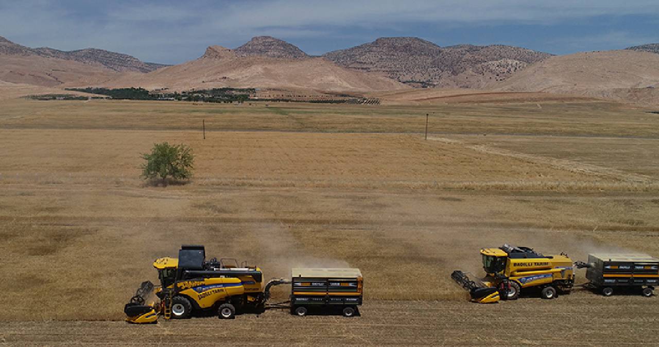 Geçtiğimiz hafta hasadı başladı: Dünyanın en iyisi Mardin’den çıkıyor