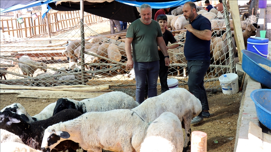 Kurban pazarında hareketlilik sürüyor! Fiyatlar 10-12 bin TL’ye kadar düştü