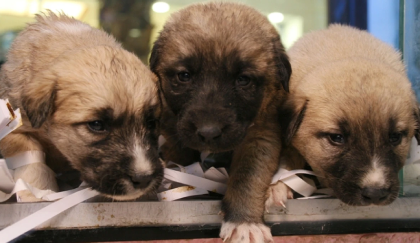 Sokak köpeklerinin uyutulmasında 'geri adım' sinyali: Gerek kalmayabilir