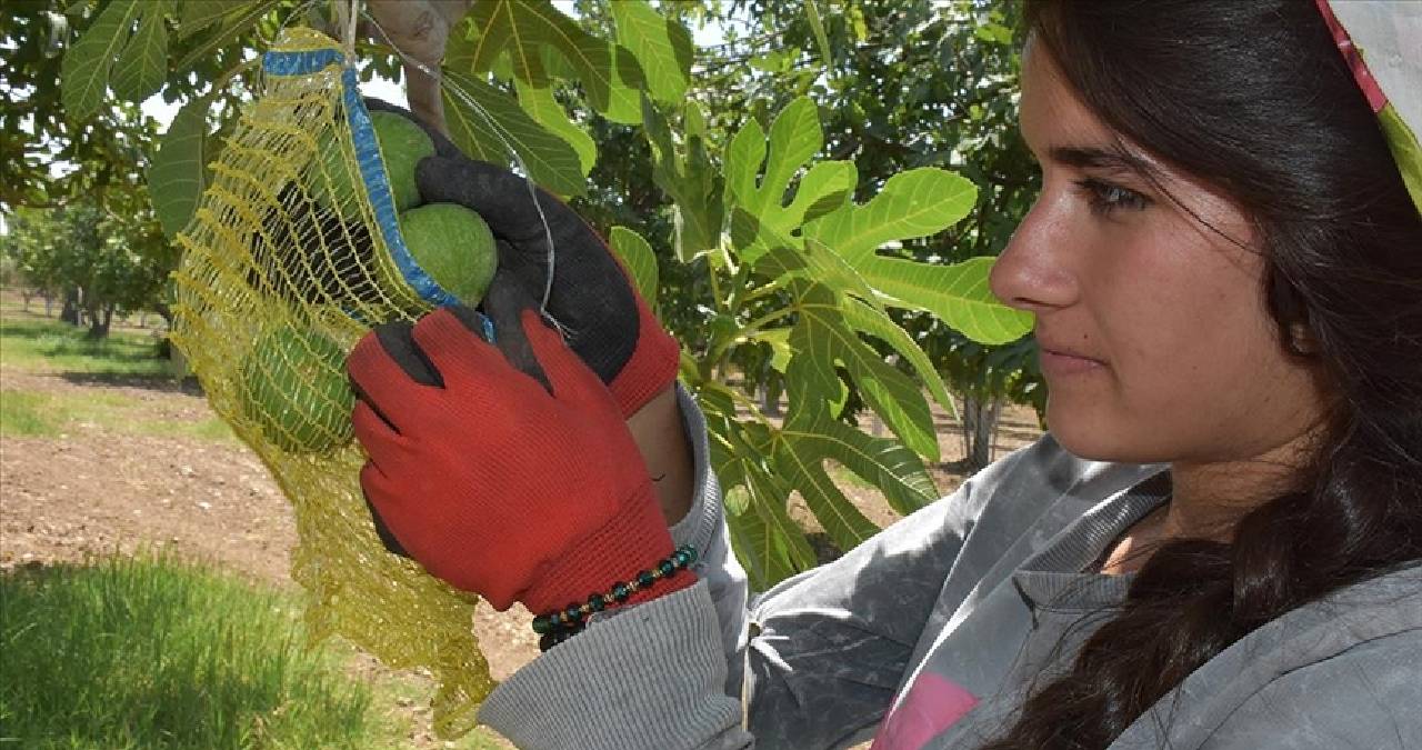Türkiye’de en çok incir orada üretiliyor: Kilosu 300 TL’ye kadar çıktı, kapış kapış satıyor