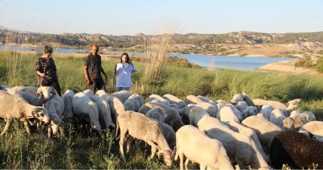 Çobanlık yaparken 2 dil öğrendi, birincilik beraberinde geldi: Üniversiteyi birincilikle tamamladı