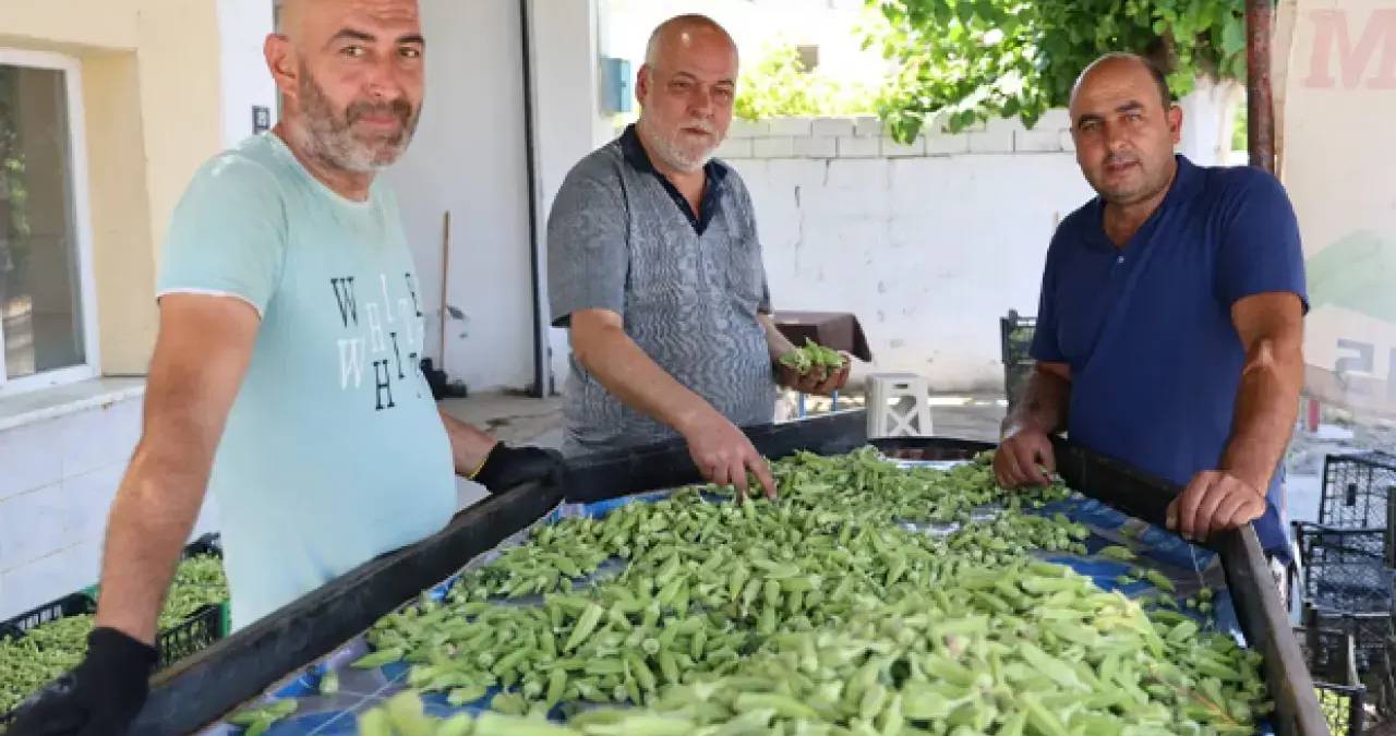 Aydın’ın verimli hasadı: Kilosu 200 TL’den satılıyor, Türkiye’nin dört bir yanına gönderiliyor
