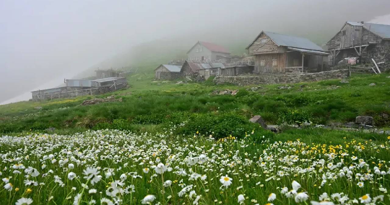 Haziran ayında papatyayla dolup taştı: 2 bin 475 rakımda fotoğraf trafiği yaşanıyor