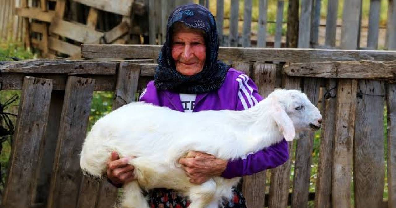 94’lük nine gençlere taş çıkarıyor: 90 senedir  sabah erkenden kalkıp sürüsüne koşuyor