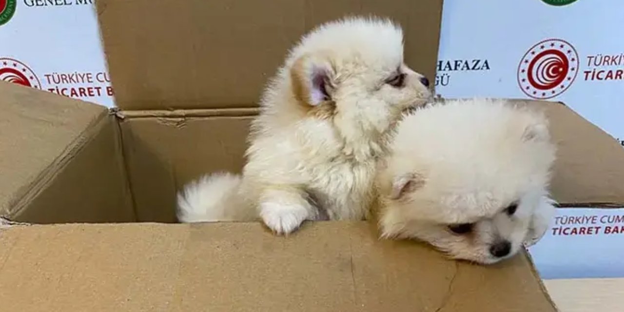 Kapıkule'de kaçak hayvan operasyonu: 6 Pomeranian yavrusu ele geçirildi