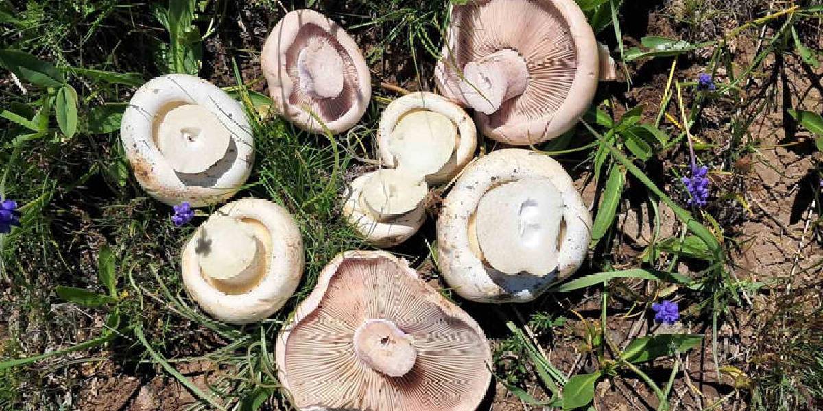 Önceden biliyorduk demeyin! Zehirsiz mantarlar bile sonradan zehirli hale gelebiliyor