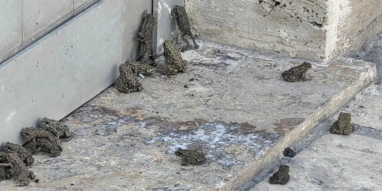 Sağanak sonrası ortaya çıktılar! Akaryakıt istasyonunda korkutan manzara