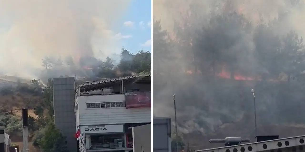 ODTÜ Ormanı'nda korkutan yangın! Alevler ağaçlara sıçradı