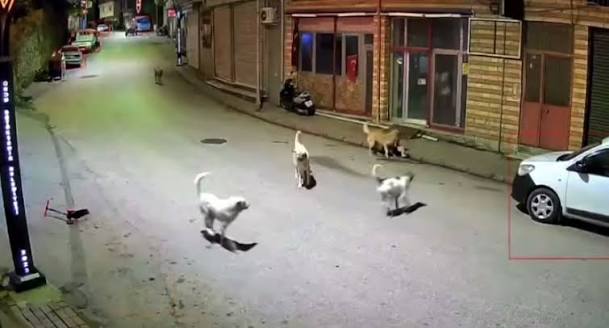 Sokak ortasında küçük çocuğa köpekler saldırdı