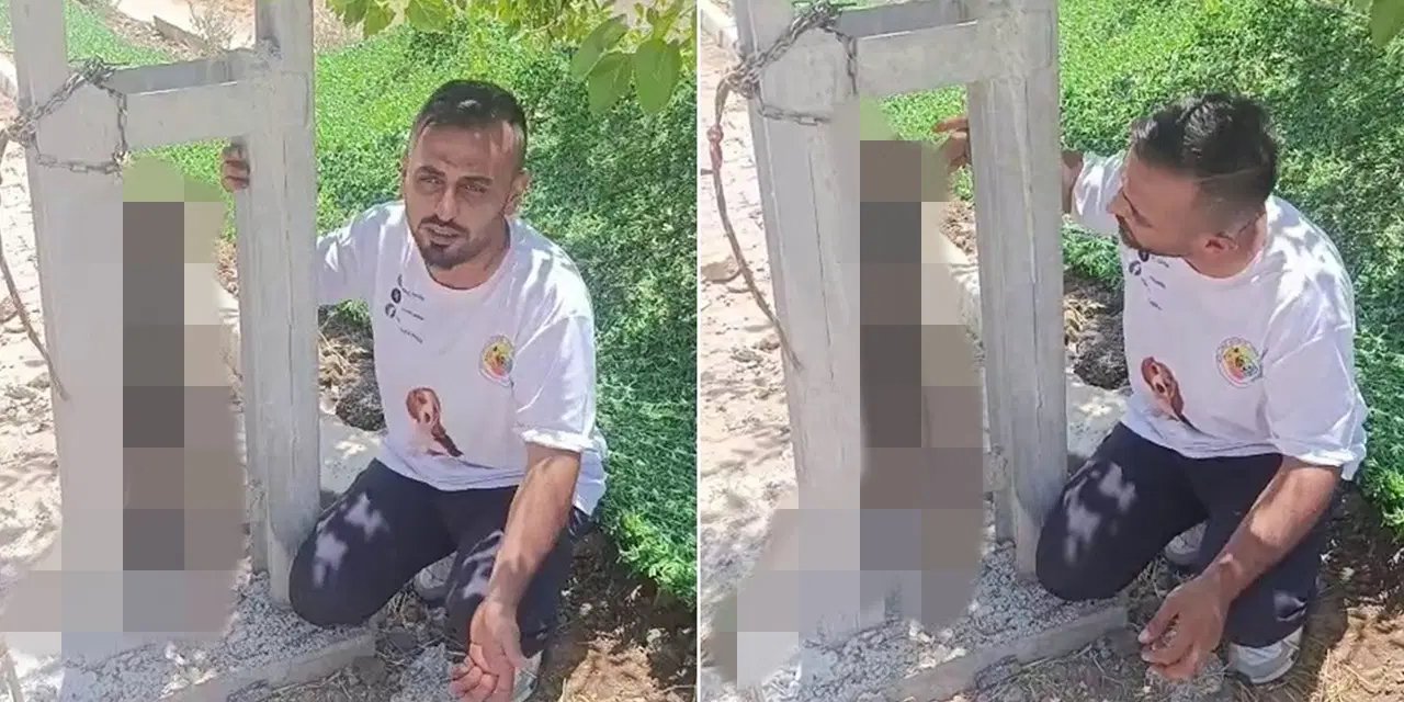 Hatay'da dehşet! Sahipli köpeği elektrik direğine asarak öldürdüler