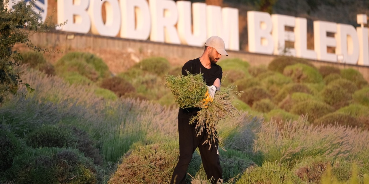 Bodrum Gençlik Tarım Kampı’nda gün lavanta hasadıyla başlıyor
