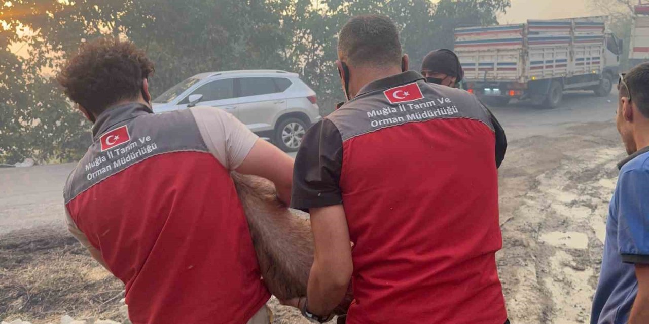 Muğla'daki yangında hayvanlar böyle tahliye edildi