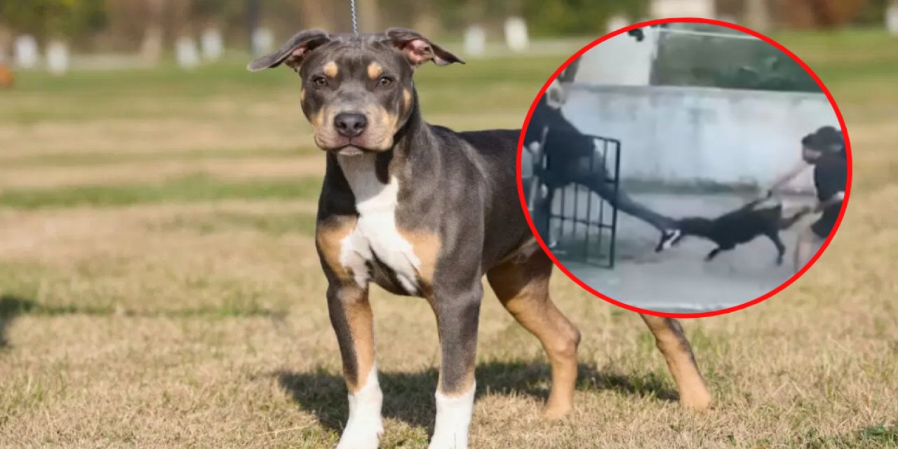 Burası Avustralya değil, Türkiye: Maltepe’de pitbull dehşeti! Yakaladı, bir daha bırakamdı