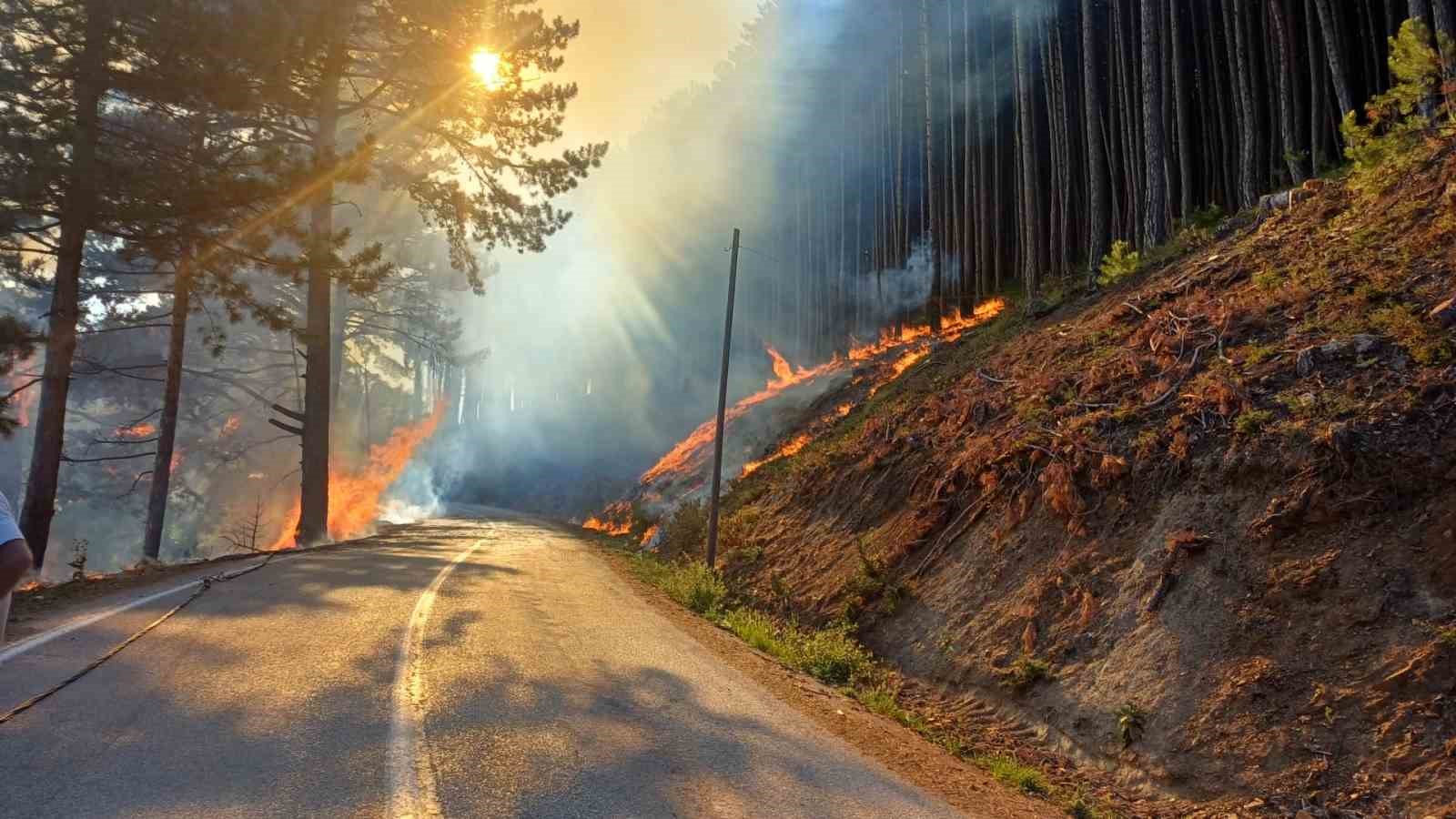 Bursa'da orman yangını