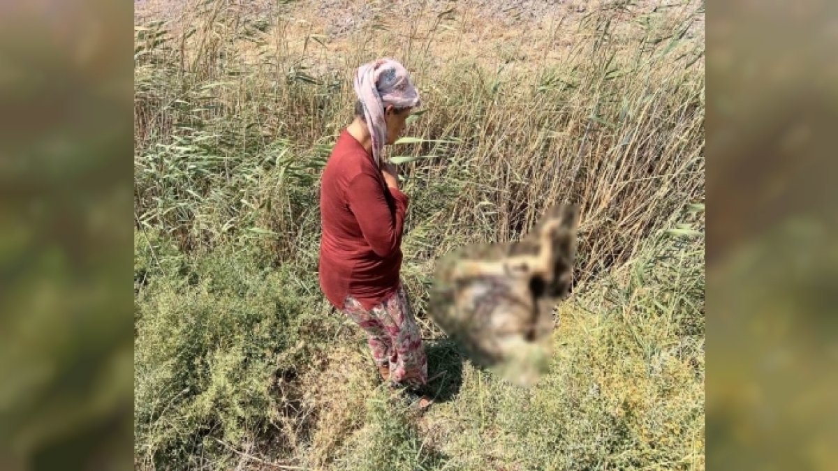Süt satarak geçiniyordu: Hayvanları peş peşe telef oldu