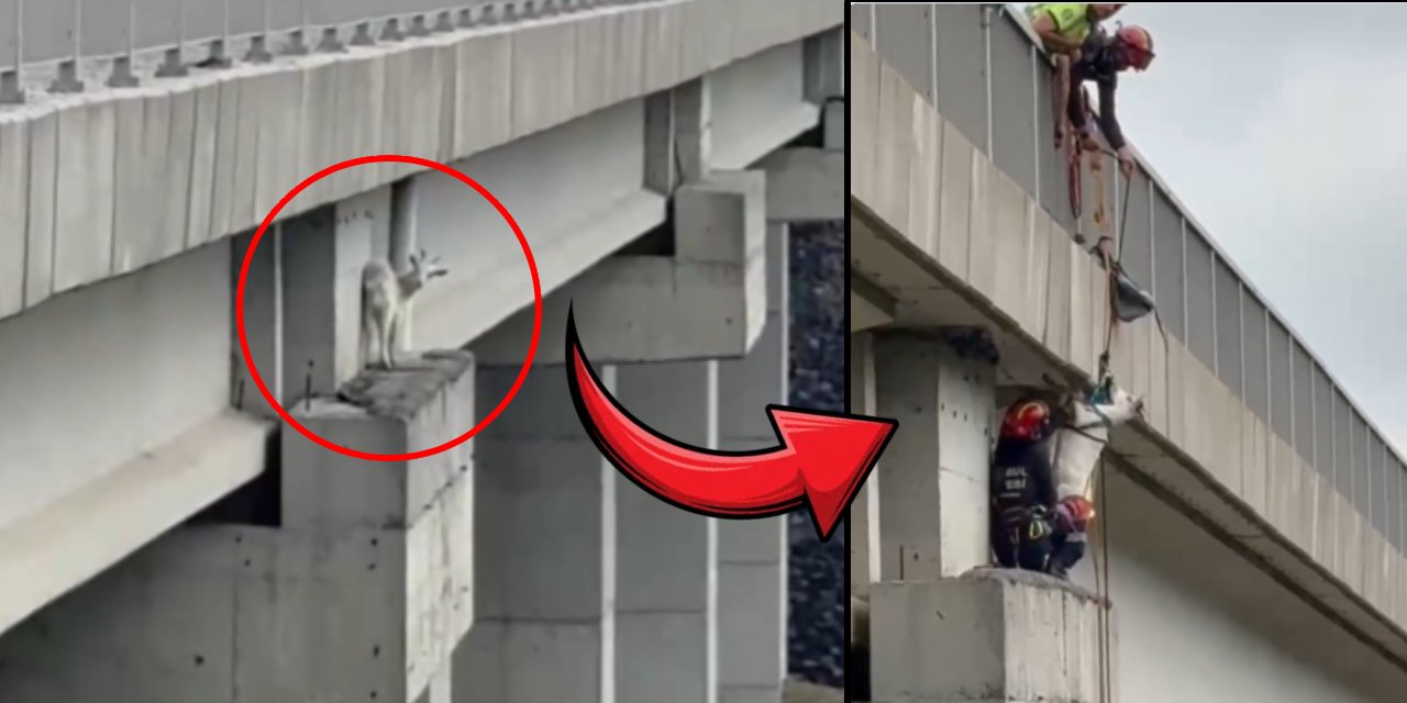 İstanbul'da sıra dışı olay: Keçinin Viyadük ayağına nasıl çıktığına kimse inanamadı
