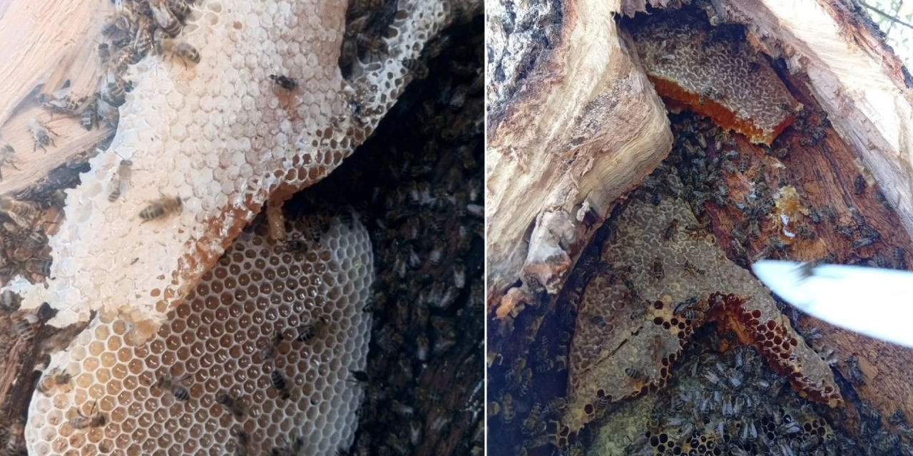 Ağaçların arasında gizliyorlar! Bulanlar kilosunu 10 bin liraya satıyor