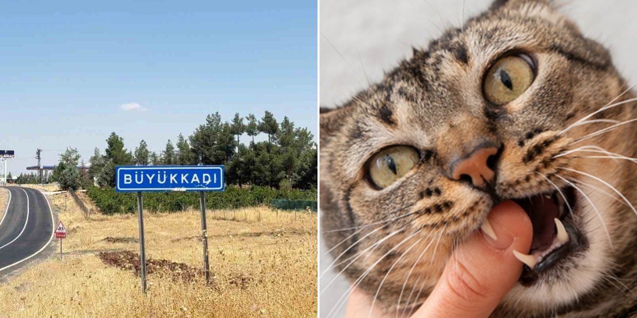 Diyarbakır'da korkutan olay: Kedinin ısırdığı çocuk kuduz oldu