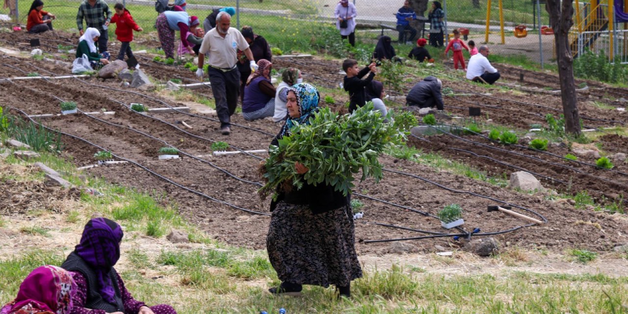 İzmir’de Mahalle Bostanları’nda yaz hasadı sürüyor