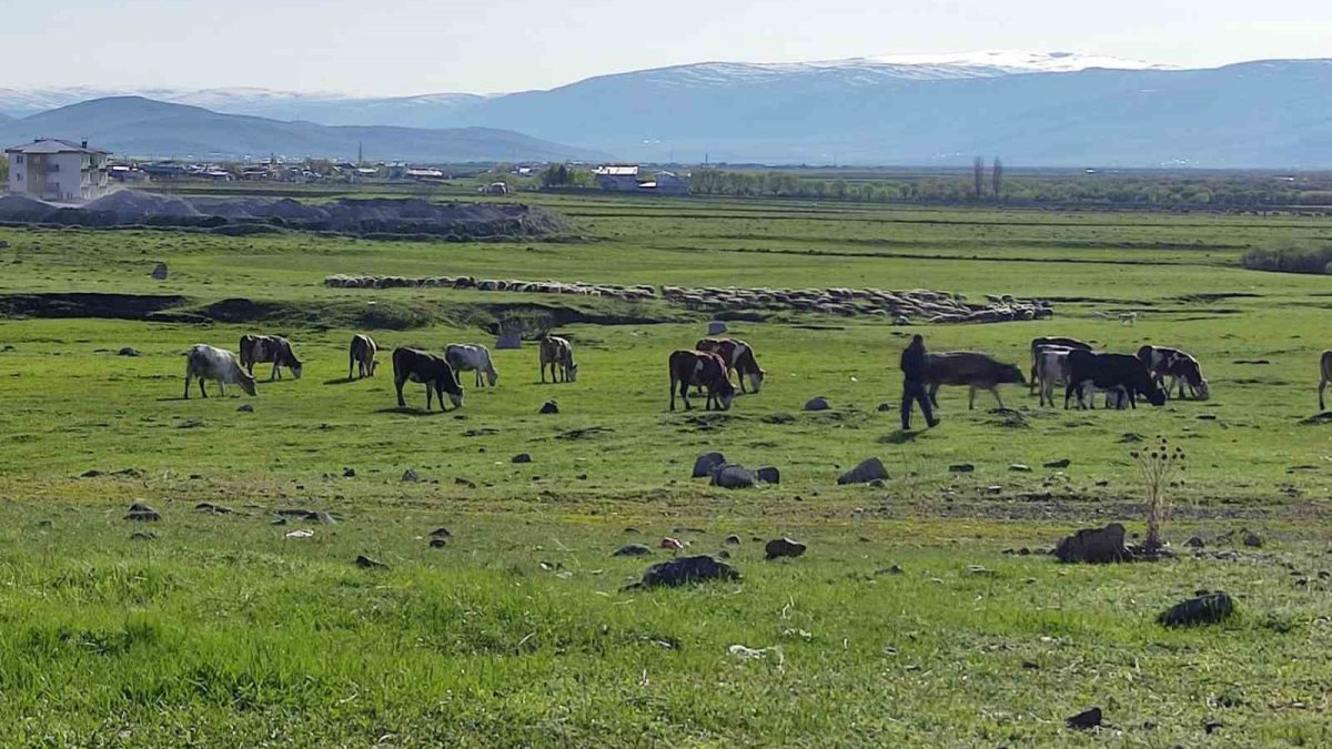 Ardahan’da kuduz alarmı: Büyükbaş hayvanda tespit edildi, bölge karantinaya alındı