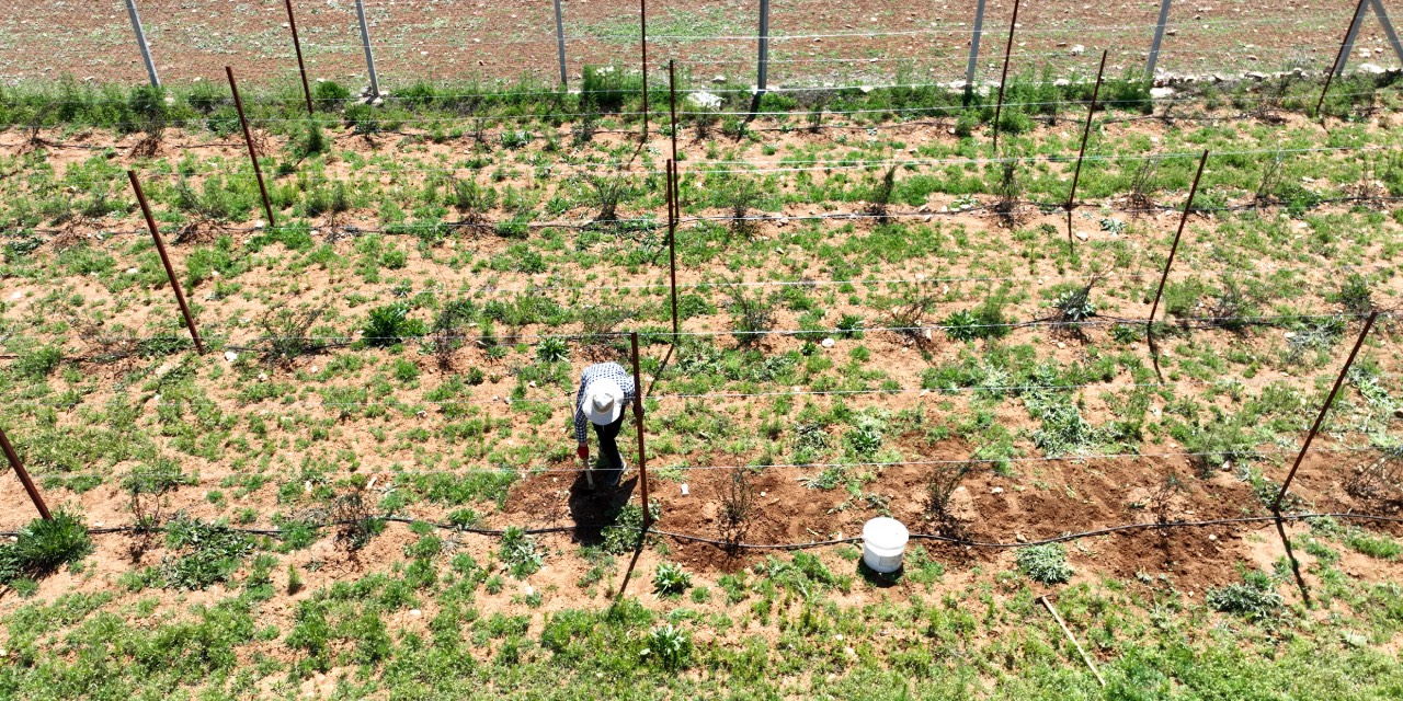 Antalya’da tarımsal sulamaya enerji desteği üreticiyi rahatlatıyor