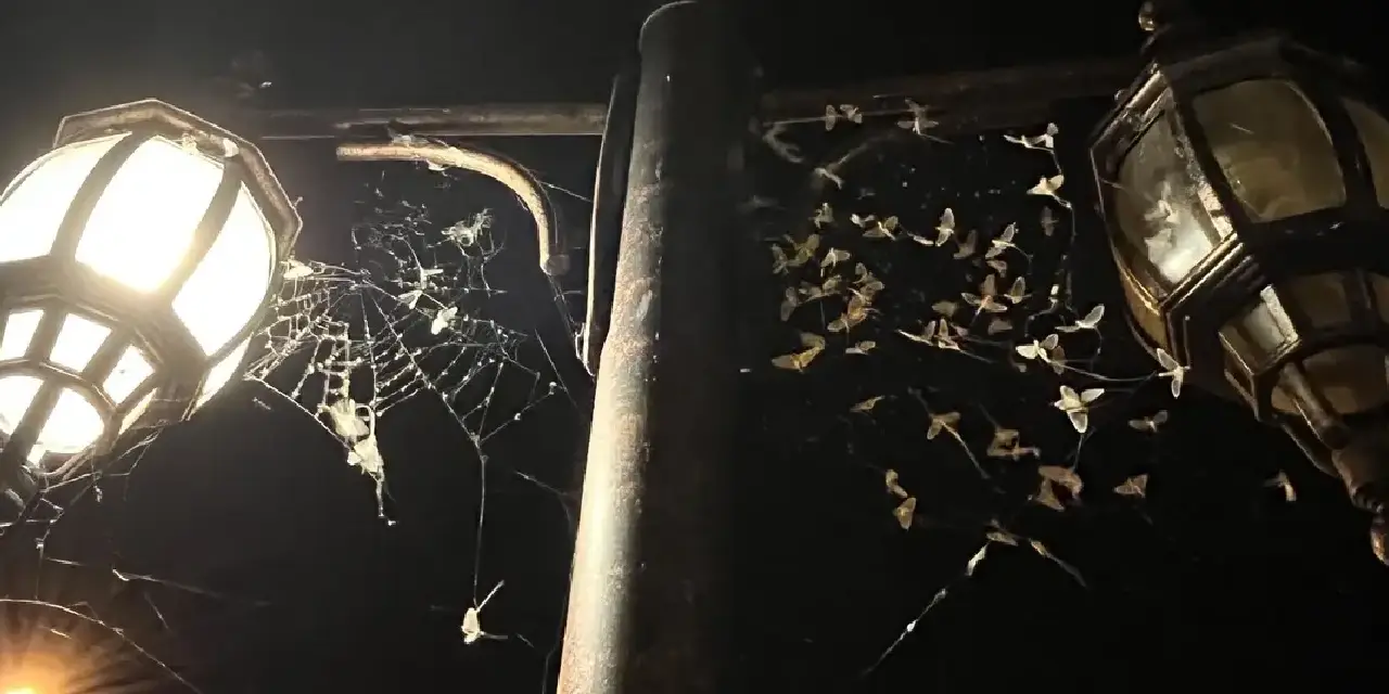 Işığa koşup ölüyorlar: Her yıl Ağustos ayında yaşanan o gizemli olay