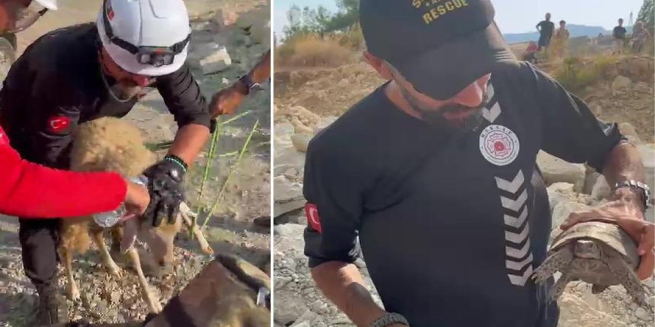 Antalya Kaş'taki orman yangınında can pazarı