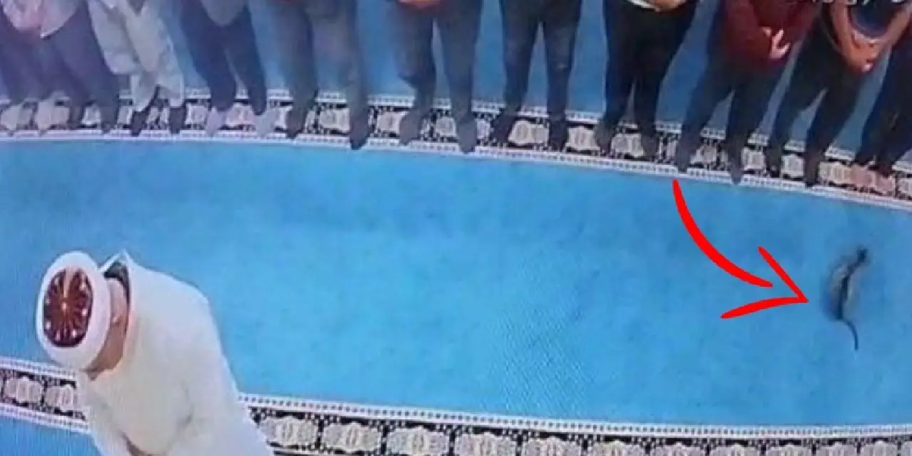 Camide vicdansızlık! Namaz kılarken yavru kediyi tekmeleyen şahıs gözaltında