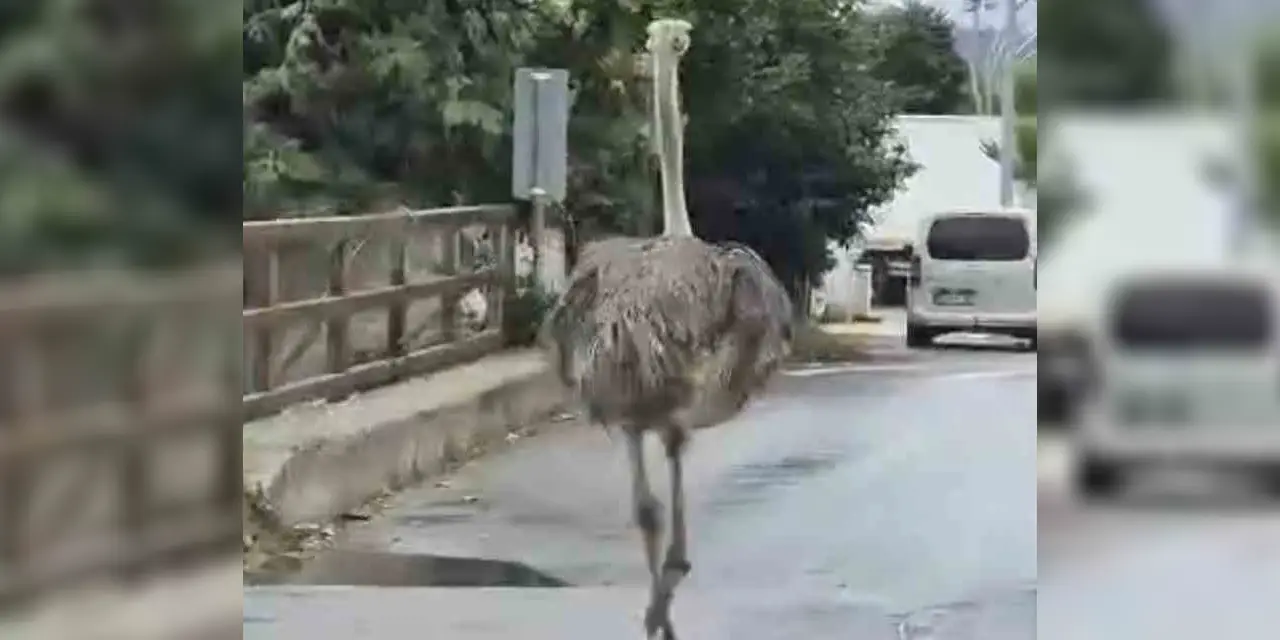 Önce kaçtı, sonra sokakların altını üstüne getirdi: Trafikte deve kuşu şoku