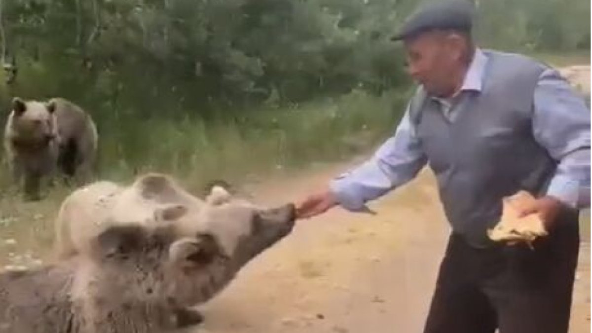 Boz ayıyı kedi gibi elleriyle besledi