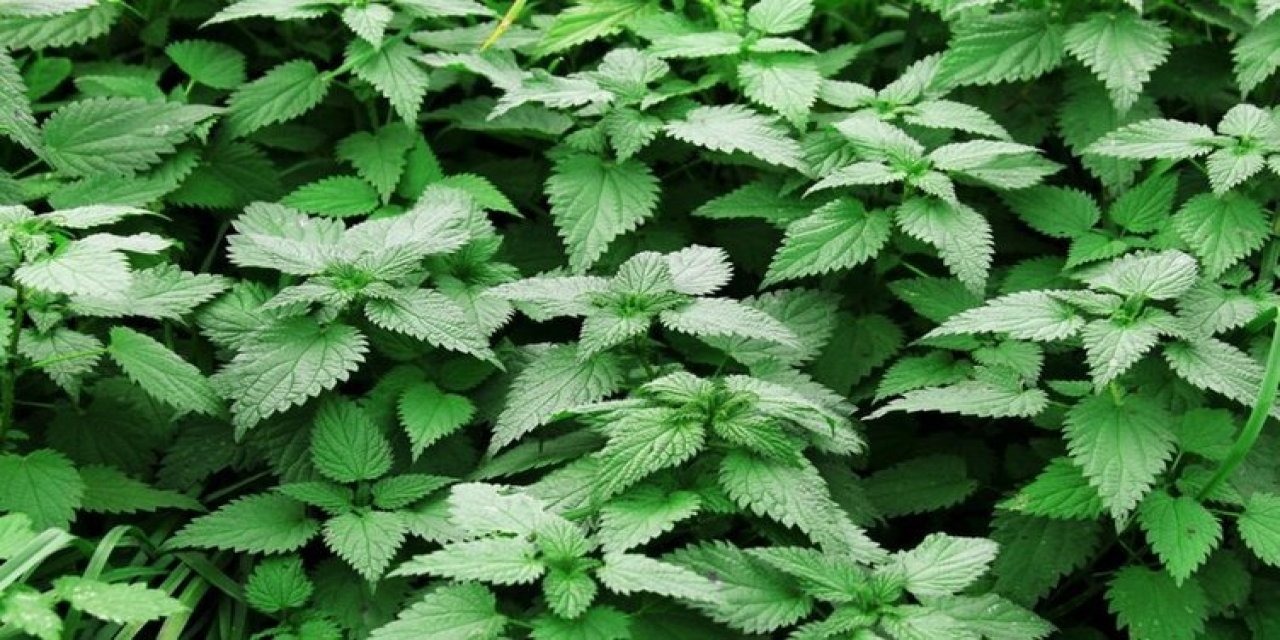 Cilde temas edince yakıyor! Doğru tüketildiğinde eklem ağrısından, saç diplerine, kan dolaşımına kadar faydası var