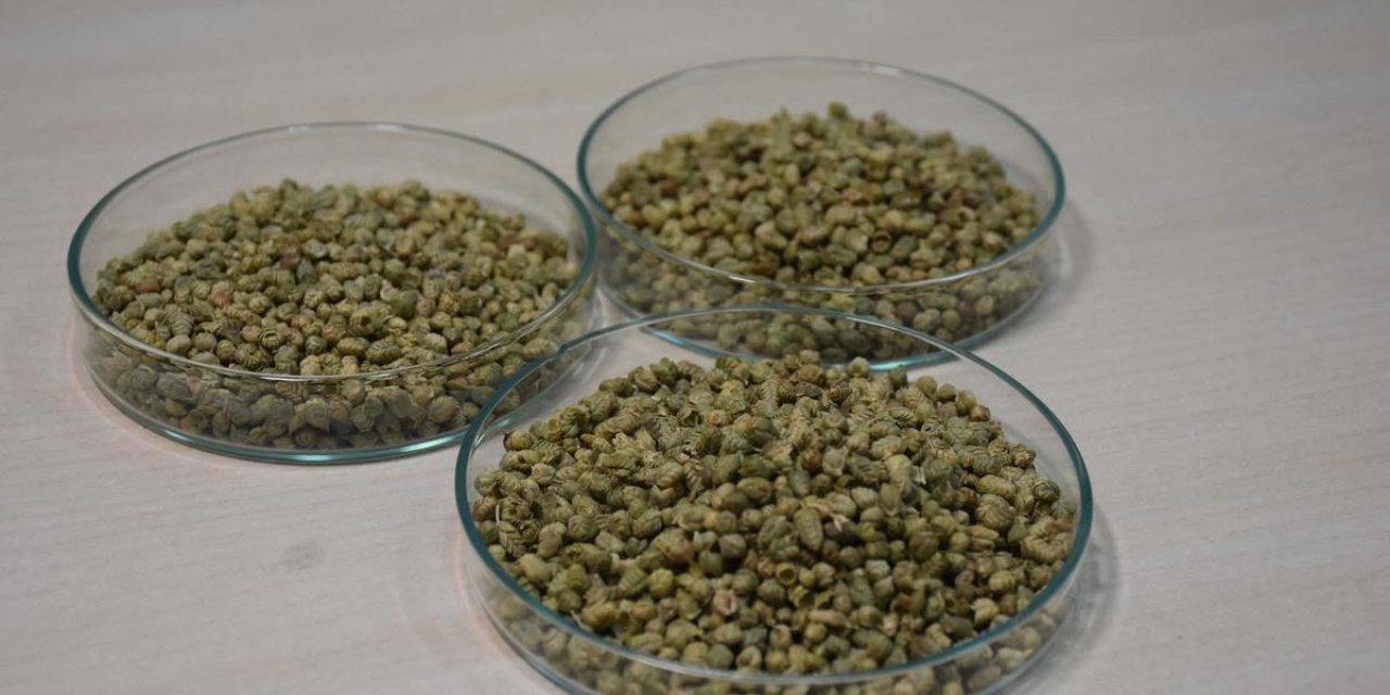 Herkes baharat olarak kullanıyor! Profesörden kritik uyarı: Reçeteyle satılmalı