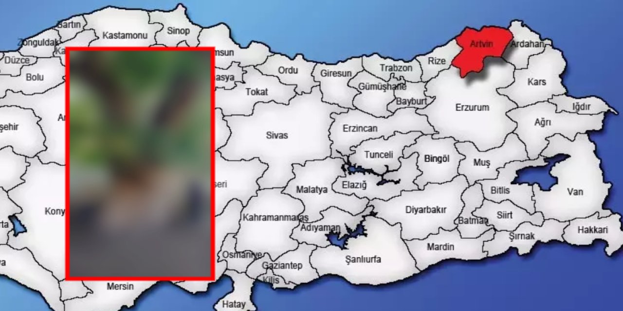 Artvin’de 1100 yıllık anıt armut ağacı: Dünyanın en yaşlısı