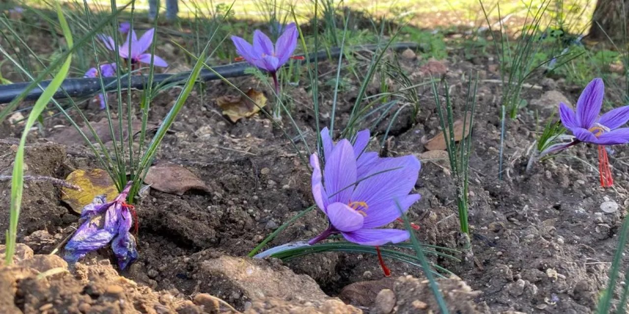 Altınla yarışıyor! Bu baharatın kilosu 800 bin liraya çıkıyor