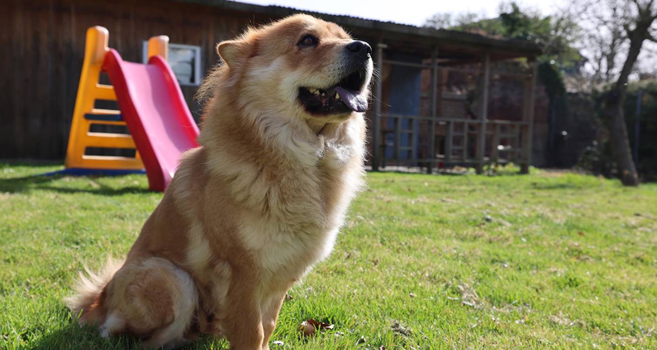 Almanya’da köpek sahiplerine vergi yükü: Yıllık ücret 1.660 euroya kadar çıkıyor
