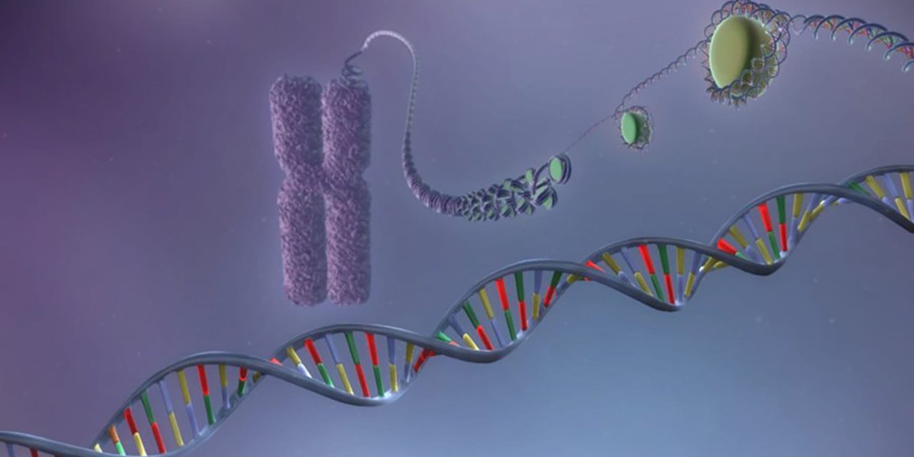 Kilo vermek isteyenler müjde! Oturduğunuz yerden yağ yakacaksınız: Yeni protein varyantı keşfedildi