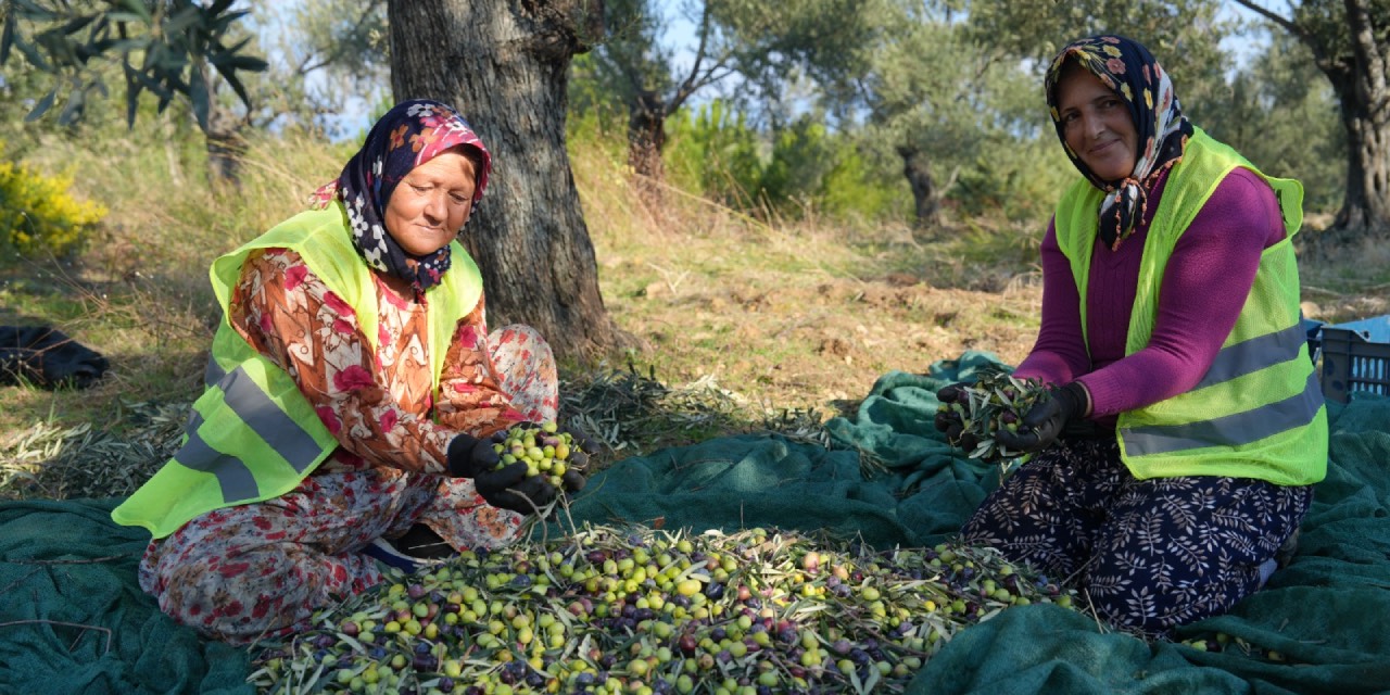 Burhaniye Belediyesinin zeytin hasadı başladı