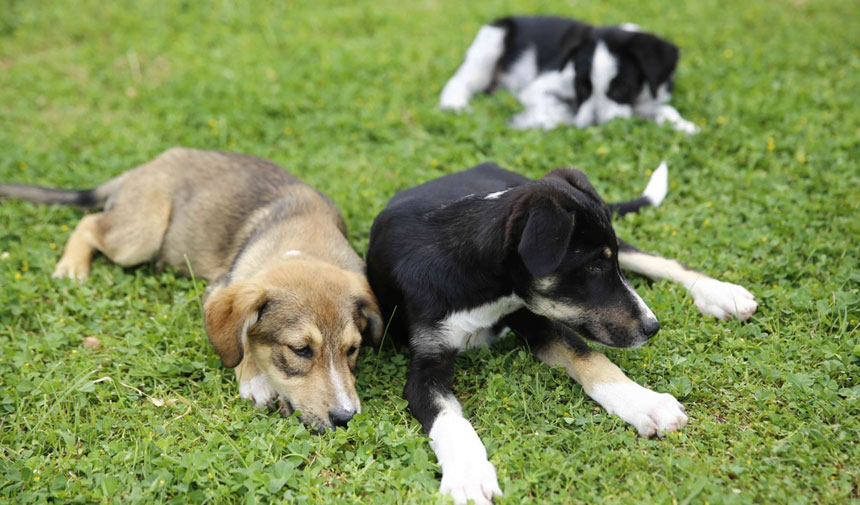 AK Parti'den 'sokak hayvanları' düzenlemesine ilişkin açıklama: Öldürülmelerine kim karar verecek?