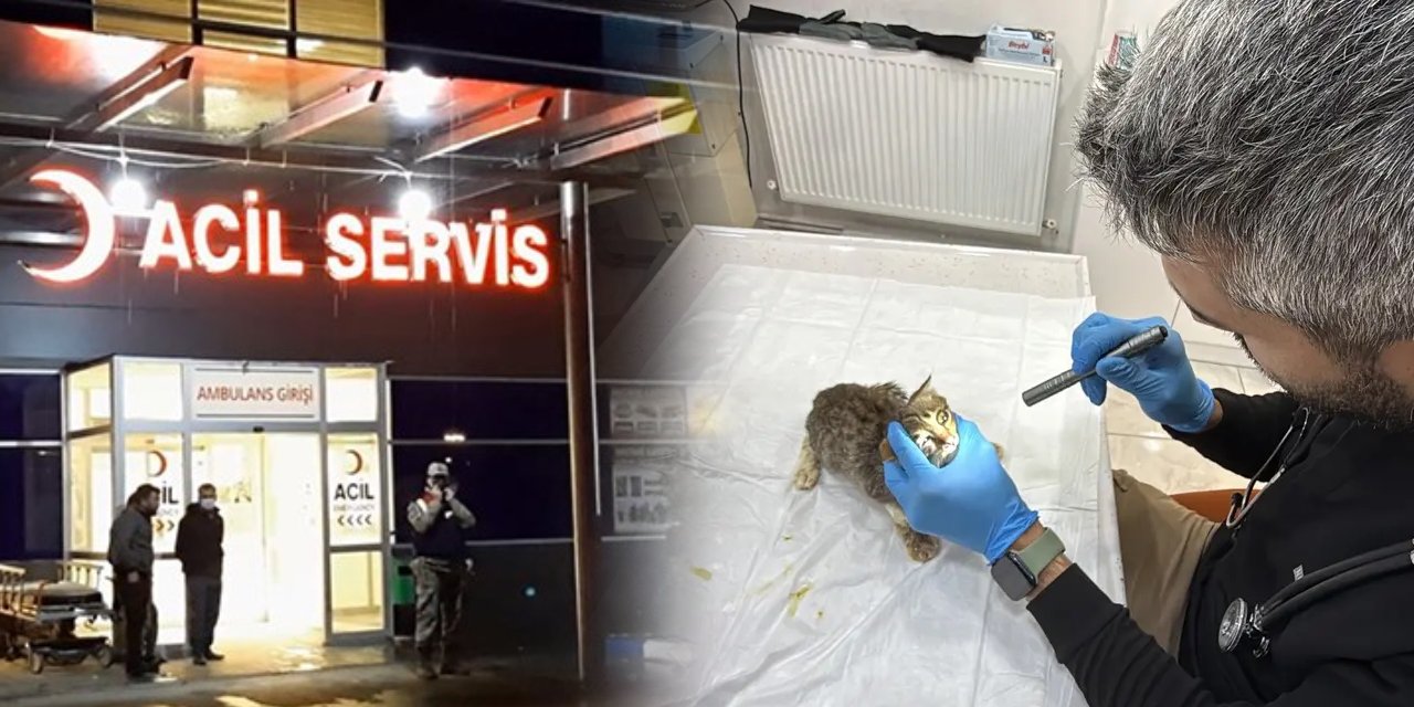 Tokat’ta norovirüs alarmı: Kedi ve köpeklerde de benzer belirtiler görüldü! 5 bin kişi hastanelik olmuştu
