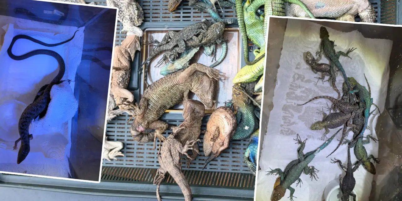 Valizinde 92 canlı hayvan bulundu: Çorap ve şampuan şişelerine gizlemiş
