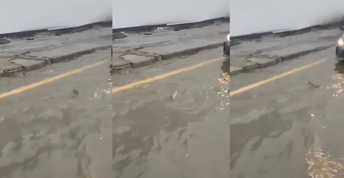 İstanbul'daki selde şaşırtan anlar! Sürücü balığa yol verdi
