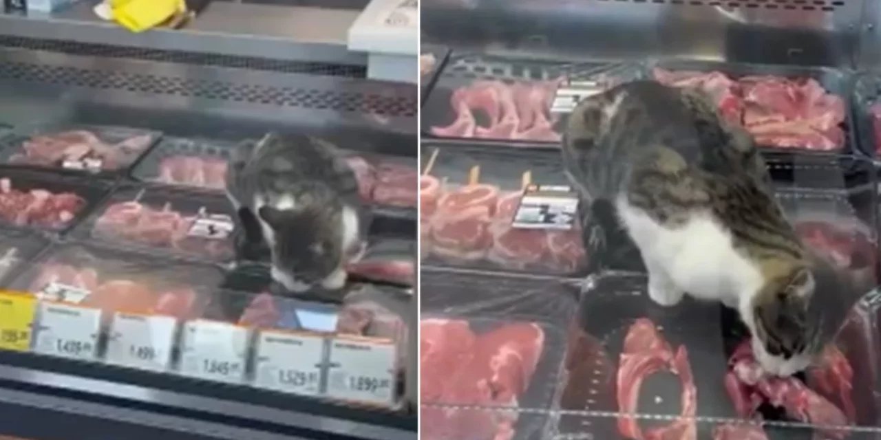 Bursa’da markette skandal görüntü! Et reyonuna girdi 'Bir şey olmaz' dediler