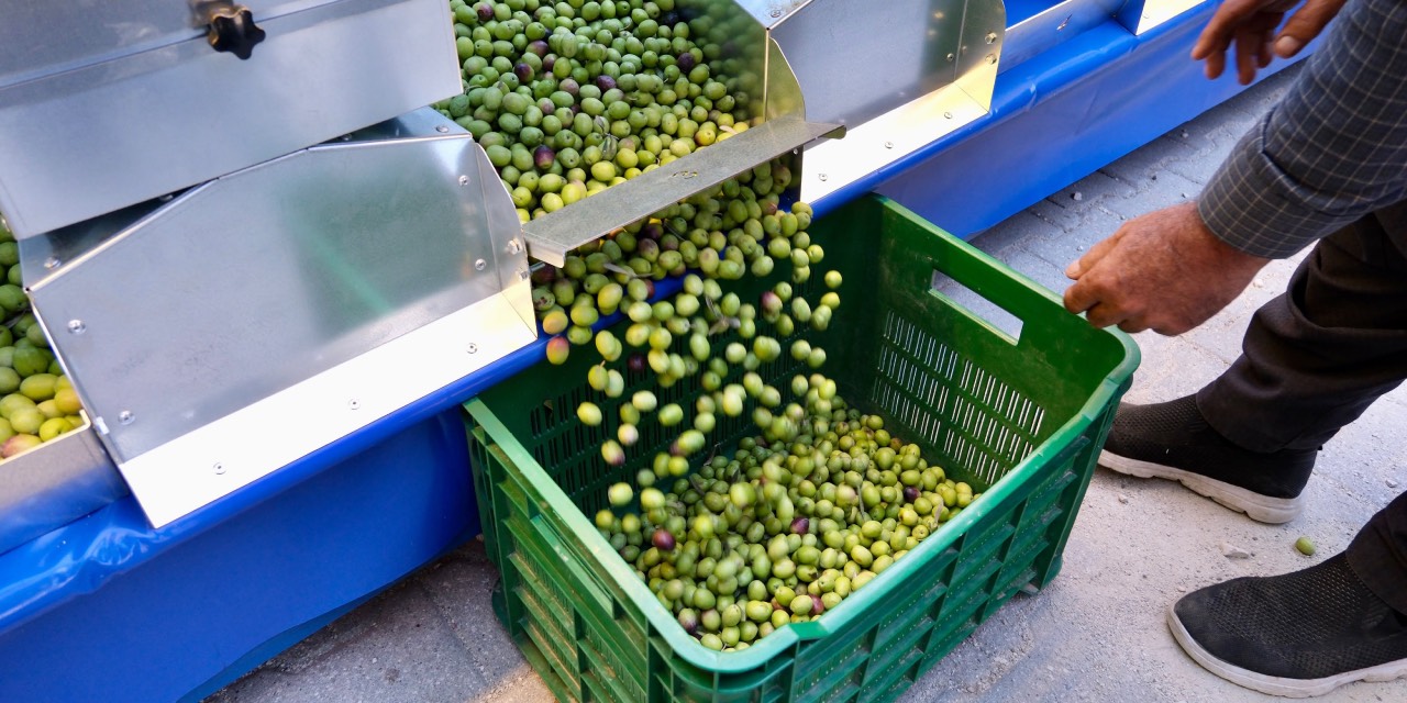 Adana Karaisalı’da zeytin üreticilerine boylama makinesi desteği