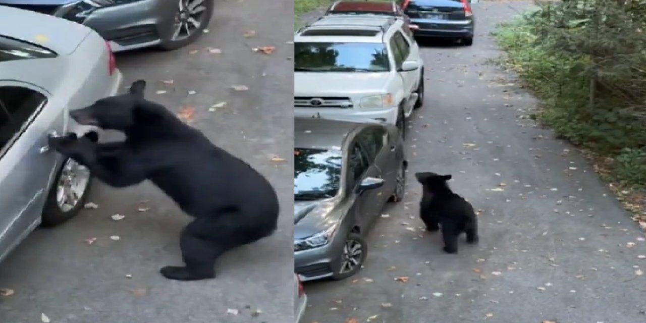 Park halindeki aracını kilitlemeyi unuttuğuna pişman oldu! Dev ayı arabanın kapısını açtı ve...