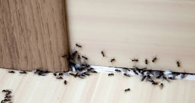 Tek malzemeyle karınca sorununa son! Değen bölgeye bir daha gelmiyorlar