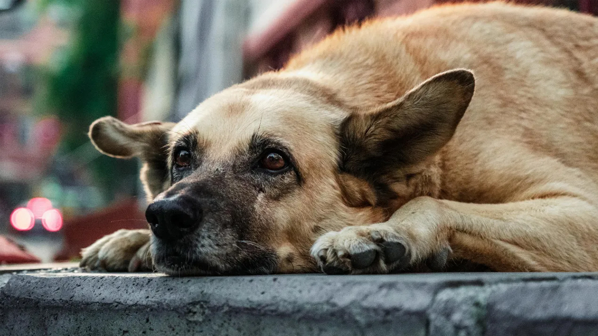 Almanya'da köpek vergisi gelirleri 2023'te rekor kırdı