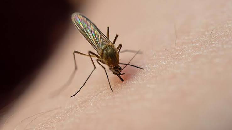 6 yöntemden birini deneyin sivrisineklerin kabusu olun