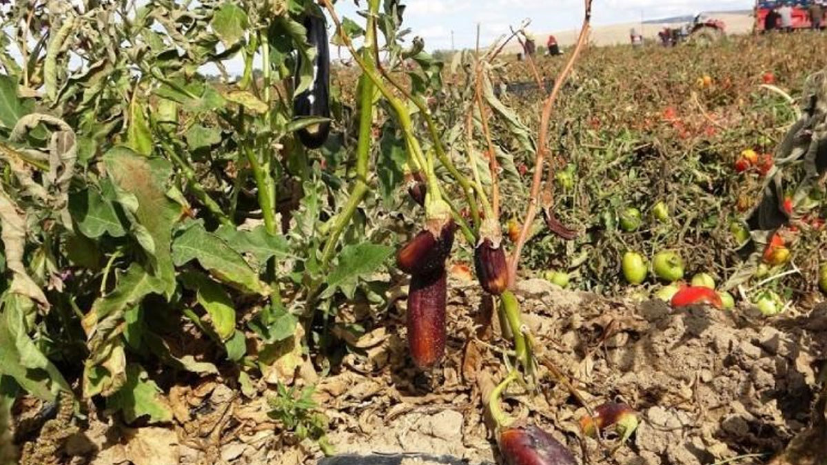 Soğuk hava tarlaları vurdu, tonlarca sebze dondu