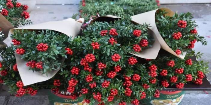 İki farklı bitkiden oluşuyor! Kokinanın sırrını 42 yıllık çiçekçi anlattı